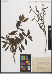 Foto von Salix purpurea L.